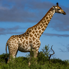 Giraffe
