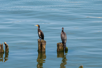 Great cormorants (Phalacrocorax carbo). South pier, Baltiysk, Kaliningrad region, Russian Federation