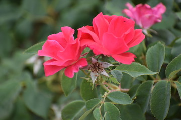 Pink Flowers on Bush