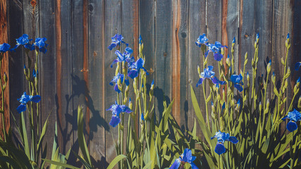 irises on the flower bed in the garden. summer background with blue irises close-up.