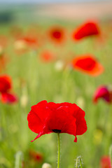 Vibrant red poppies in the Sussex countryside, on a sunny summers day