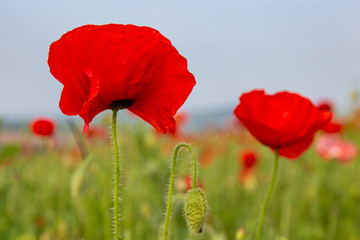 Vibrant red poppies in the Sussex countryside, on a sunny summers day