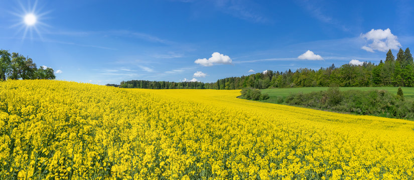 Geschwungenes, hügeliges, blühendes Rapsfeld in malerischer Landschaft am Waldrand im Sonnenschein © Robert Schneider