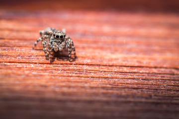 Salticus scenicus jumping spider macro on a wood texture, shallow depth of field.