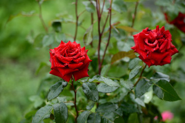 Vibrant red rose with raindrops in the garden
