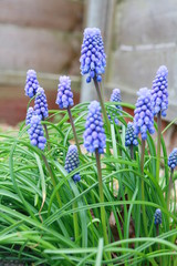 Grape hyacinth