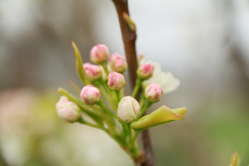 Blossom