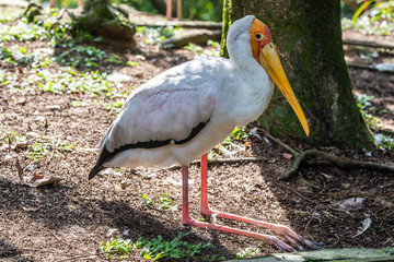 Bird park Taman Burung in Kuala Lumpur