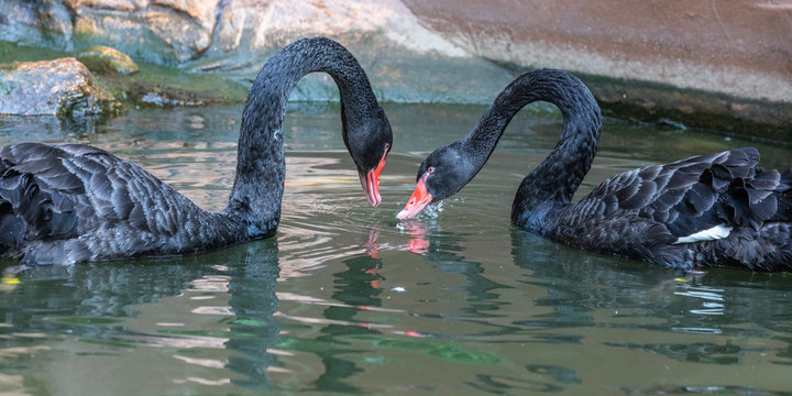 Bird park Taman Burung in Kuala Lumpur