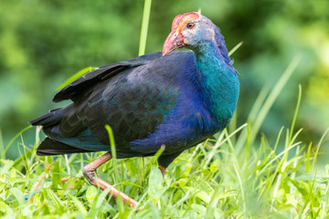 Bird park Taman Burung in Kuala Lumpur