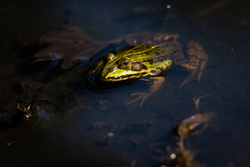 Frog sitting in the Sun,  Green Frog in Water, Rana Esculanta, Green Frog, Pond Frog
