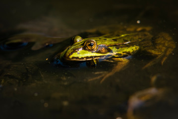 Frog sitting in the Sun,  Green Frog in Water, Rana Esculanta, Green Frog, Pond Frog