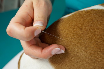 Akupunktur Hund Tierarzt TCM Behandlung 