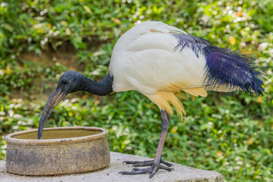 Bird park Taman Burung in Kuala Lumpur