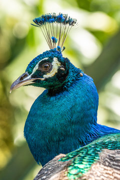 Bird park Taman Burung in Kuala Lumpur