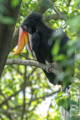 Bird park Taman Burung in Kuala Lumpur