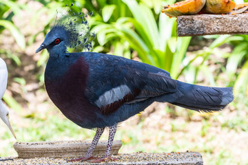 Bird park Taman Burung in Kuala Lumpur