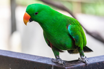 Bird park Taman Burung in Kuala Lumpur
