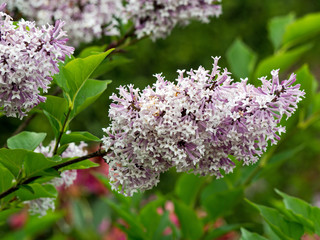 Blossoming of black sambucus (Sambucus nigra) on dark green background of garden