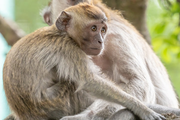 apes in Taman Burung bird park