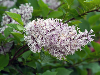Obraz premium Blossoming of black sambucus (Sambucus nigra) on dark green background of garden