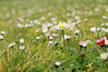 Daisy