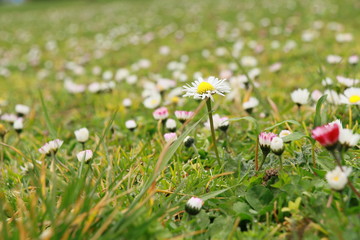 Daisy