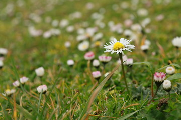Daisy