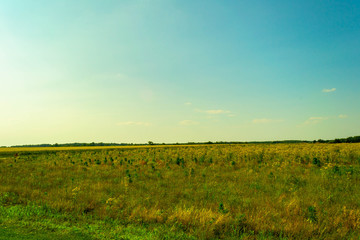 golden grasslands of the midwest