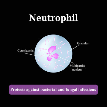 The structure of the neutrophil. Vector illustration