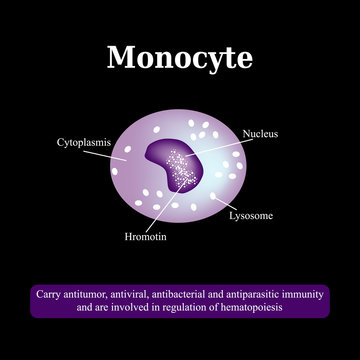 The anatomical structure of monocytes. Blood cells. Vector illustration