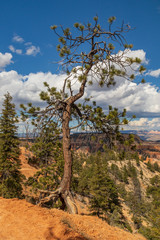 Fototapeta premium Bryce Canyon National Park, Utah, USA