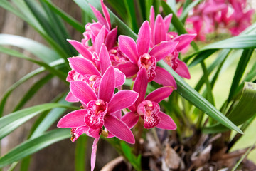  Magenta orchid in tropical garden of Guatemala, central america, chlorophyll, oxygen and natural ornament