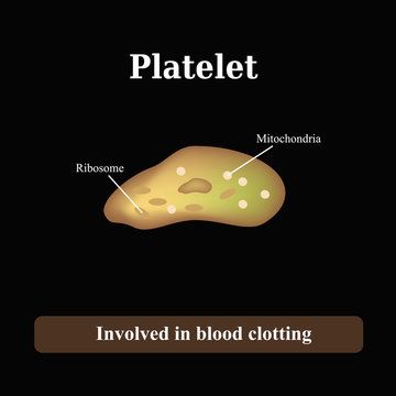 The structure of the platelet. Vector illustration