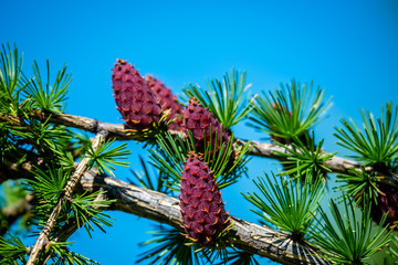 Small cones on a tree