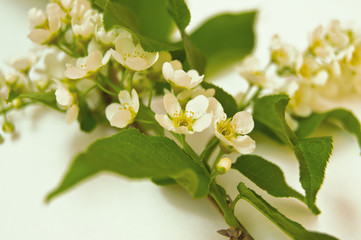 Bird cherry branch on white background, green leaves and white flowers.