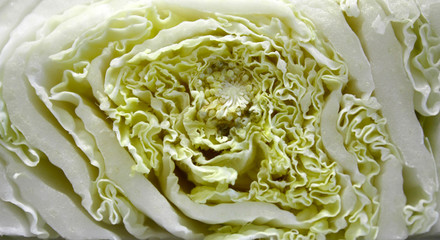 Chinese cabbage cut in half, large plan