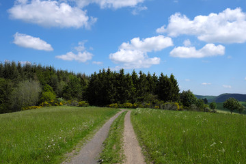 Fototapeta na wymiar Wirtschaftsweg durch Wiesen in der Eifel mit Wald und blauem Himmel und weißen Wolken - Stockfoto 