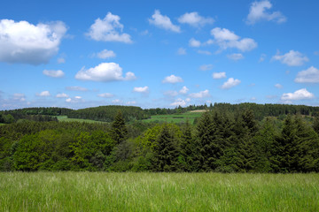 Eifellandschaft mit hohem Gras und Wald und blauem Himmel mit weißen Wolken - Stockfoto