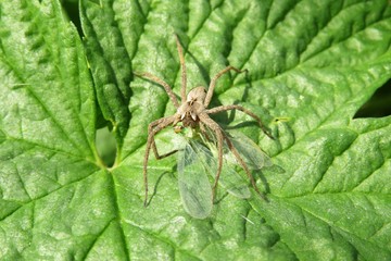 Nursery spider (pisaura mirabilis) with prey on green leaf in the garden, closeup