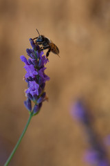 abeille qui butine