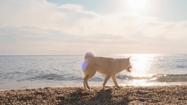 Funny shiba inu runs on the beach and digs the holes near the water with his female human friend slow motion