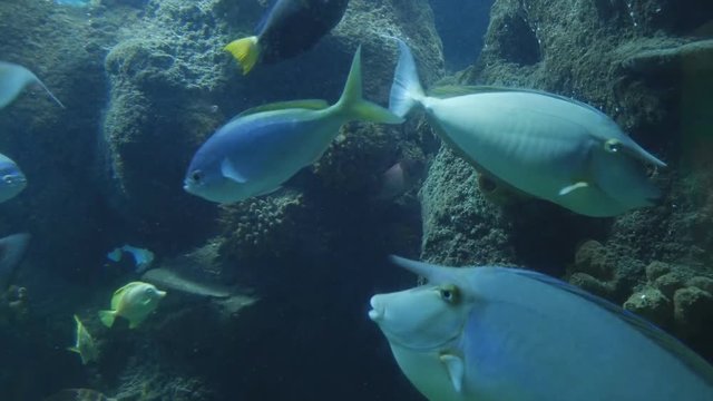 An underwater shot of tropical fish.