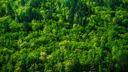 Green forest