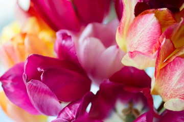 Bright colorful tulips close-up. Floral background.