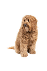 Golden Labradoodle looking aside sitting isolated on a white background