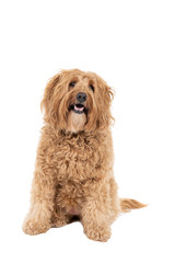 Golden Labradoodle looking at the camera head tilted sitting isolated on a white background