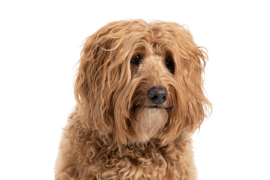 Portrait of a Golden Labradoodle looking at the camera sitting isolated on a white background
