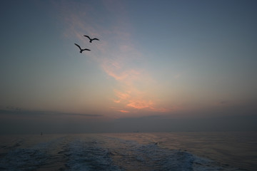 Fototapeta na wymiar 자유로운 바다갈매기