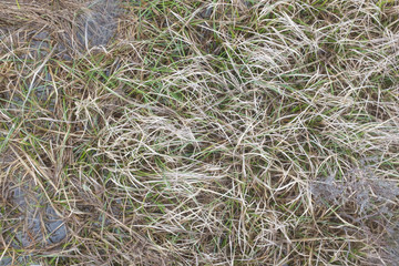Sea grass, green water vegetation 